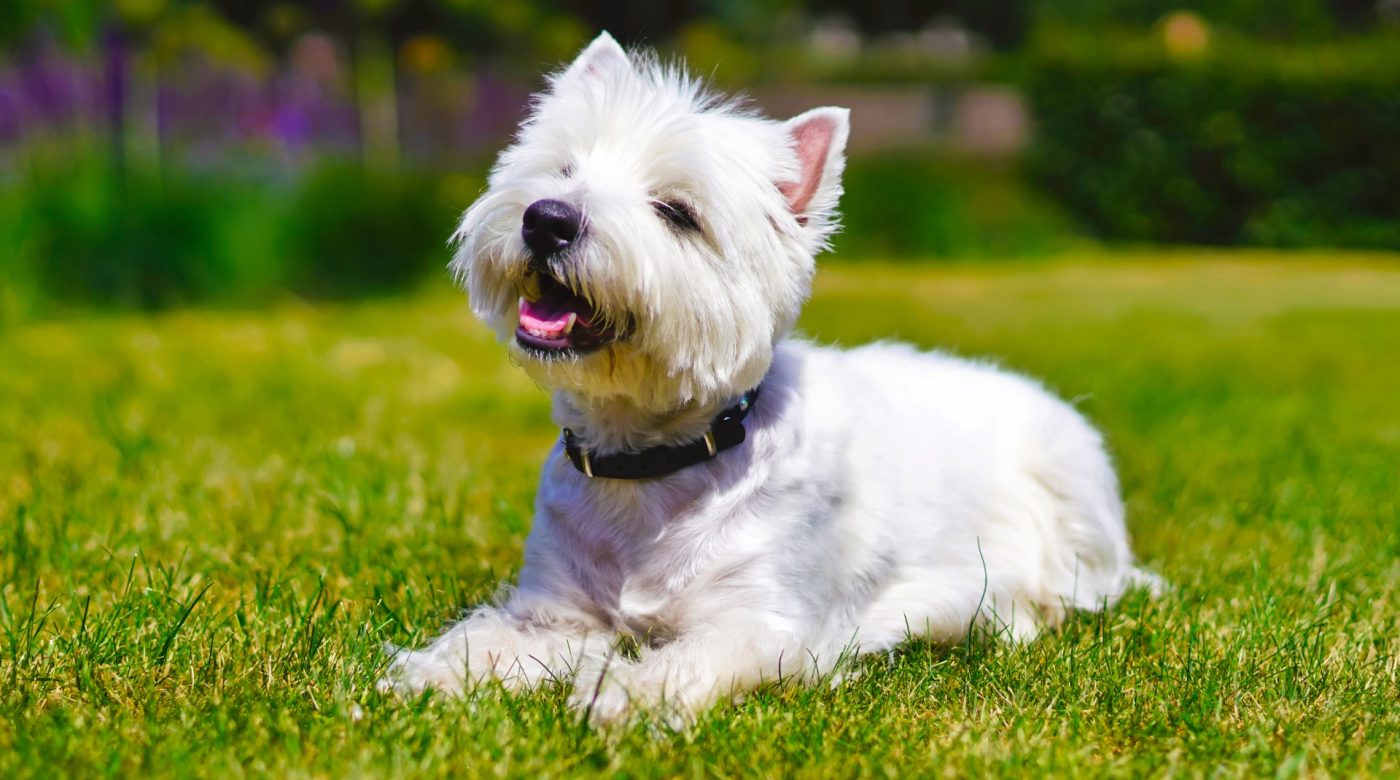 Small white terrier lying on grass in a garden.