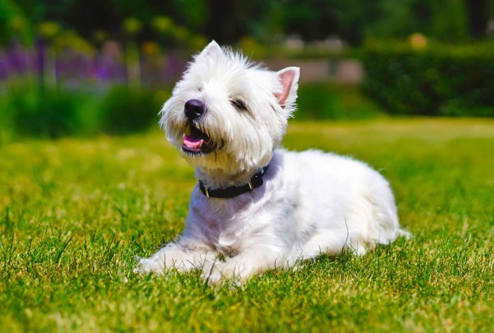 Small white terrier lying on grass in a garden.