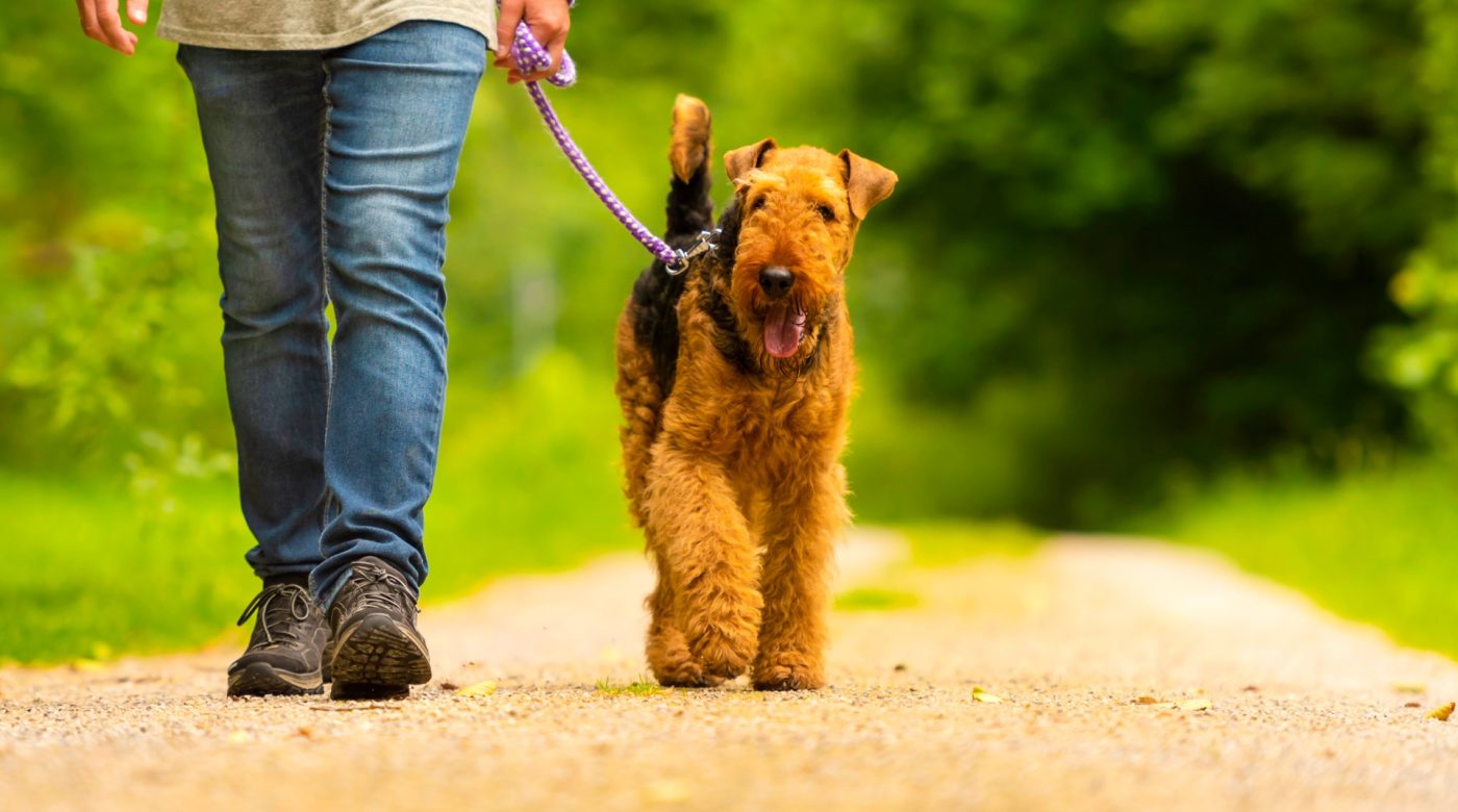 Person walking a small brown dog along a tree-lined path.