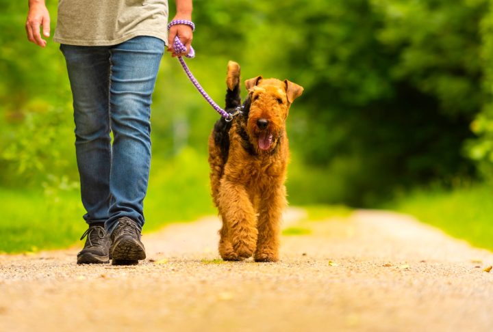 Person walking a small brown dog along a tree-lined path.