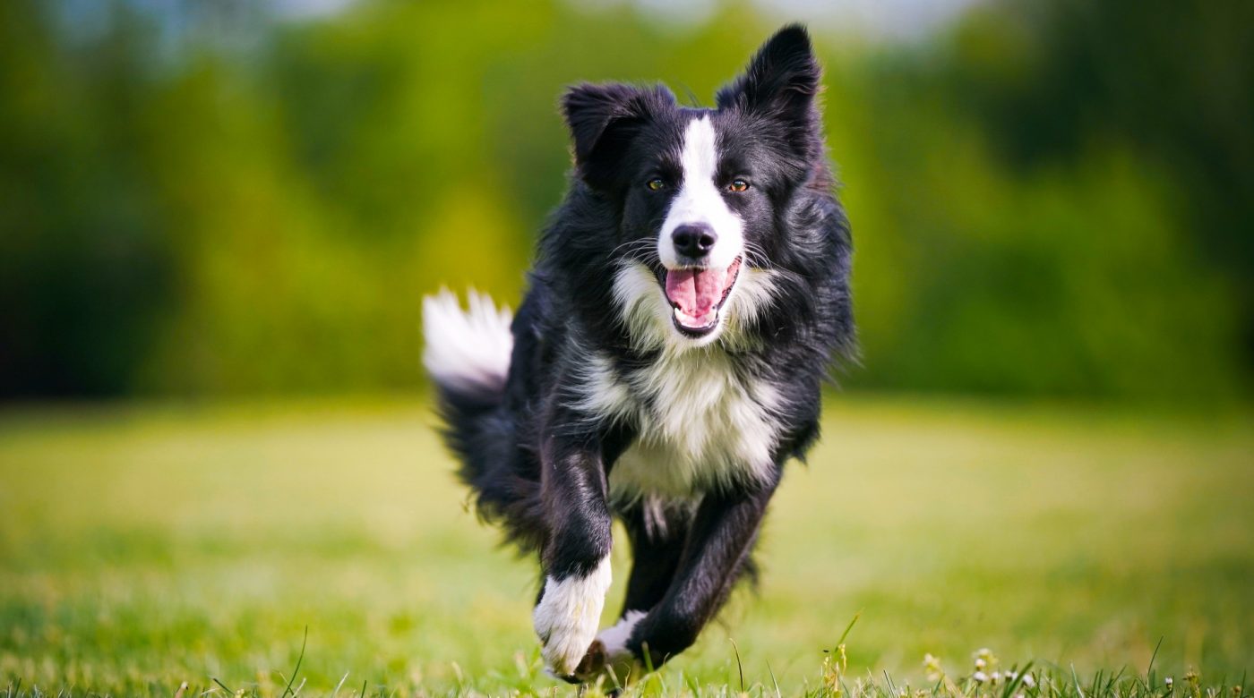 Border Collie running quickly across a grassy field.