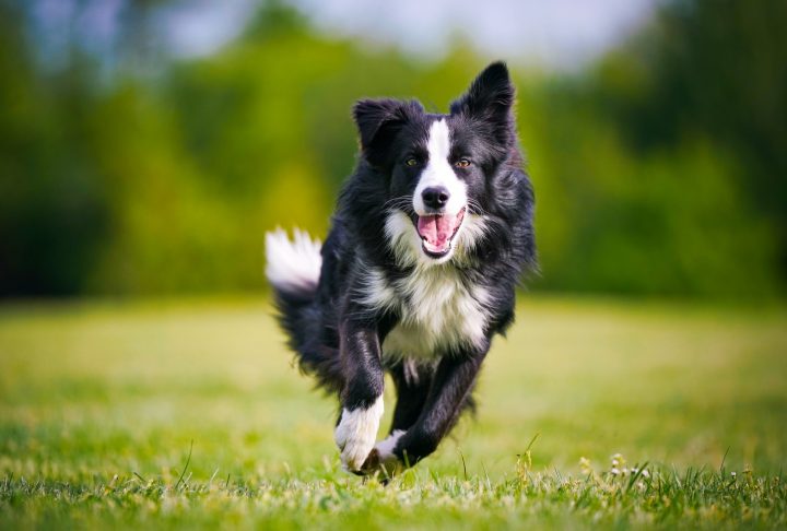 Border Collie running quickly across a grassy field.