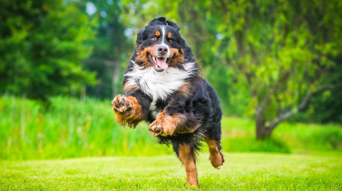 Bernese Mountain Dog running across a grassy park.