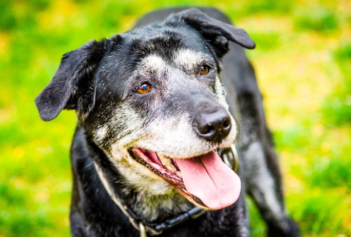 Close-up of an older black dog with a greying muzzle.