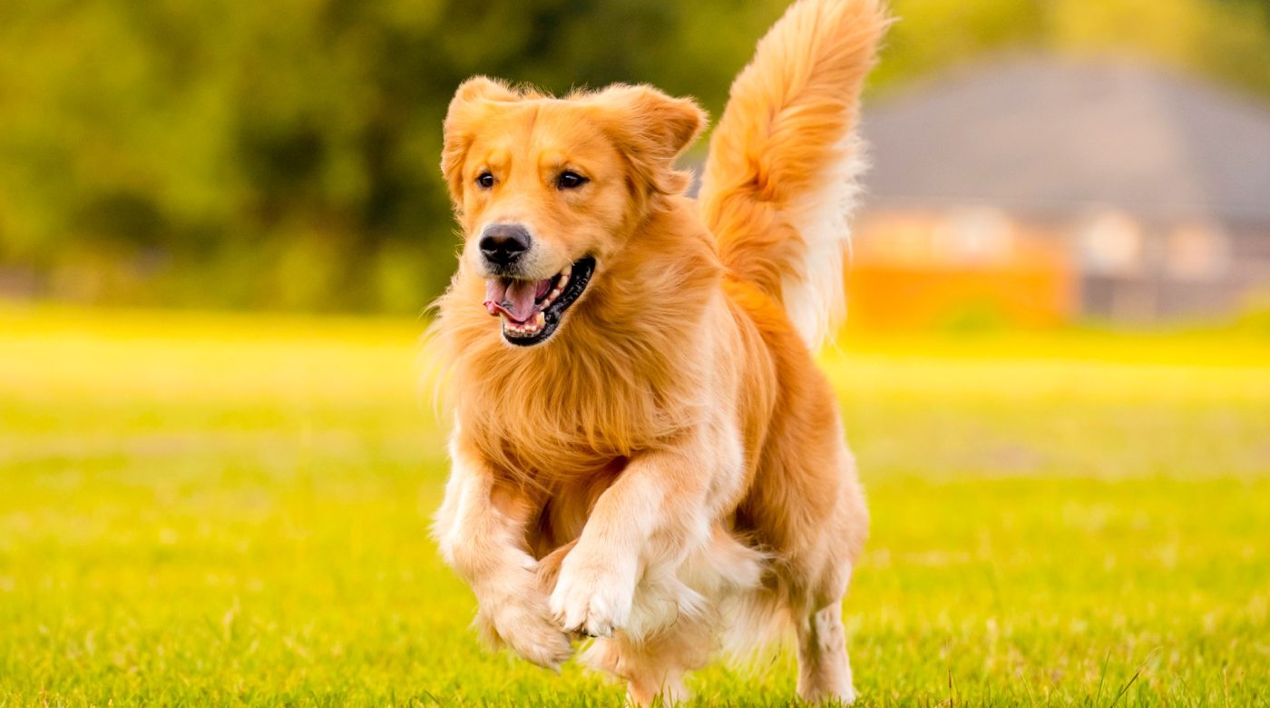 Golden Retriever running across grass outdoors.