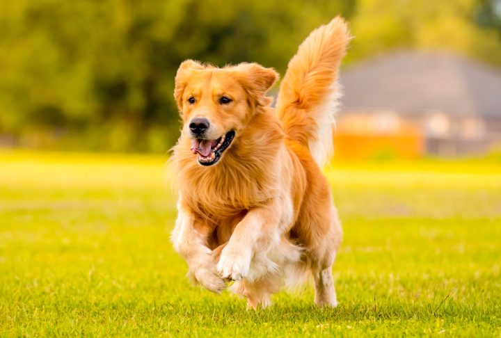 Golden Retriever running across grass outdoors.