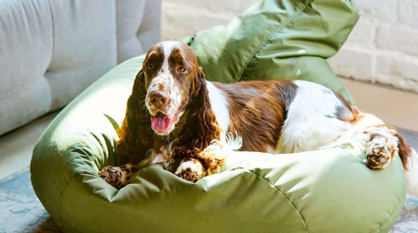 English Springer Spaniel resting on a large green dog bed.