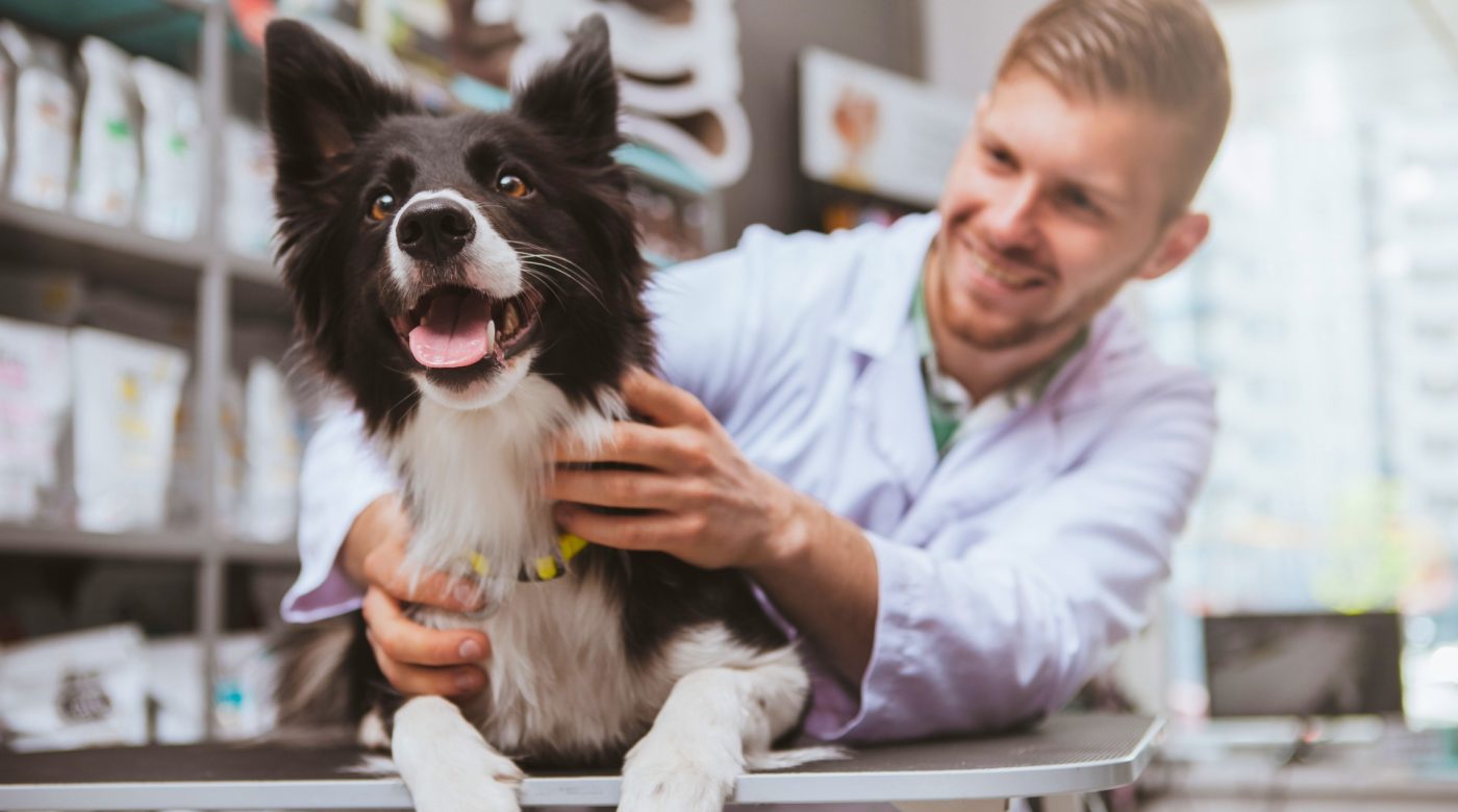 Veterinary professional examining a Border Collie in a clinic.