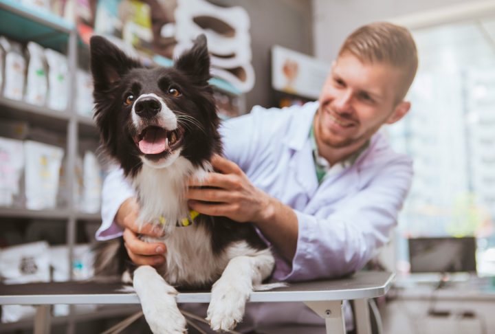 Veterinary professional examining a Border Collie in a clinic.