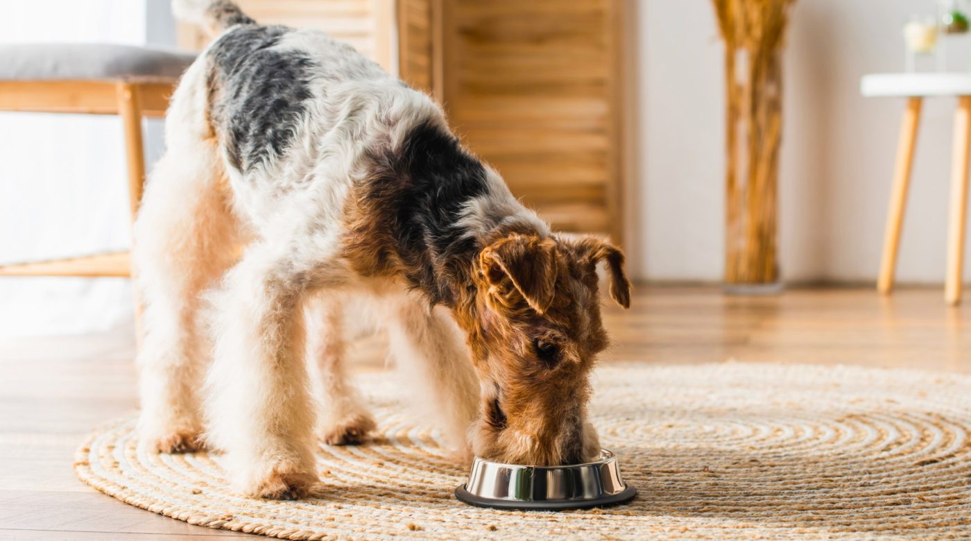 Two dogs eating from separate bowls in a bright kitchen.