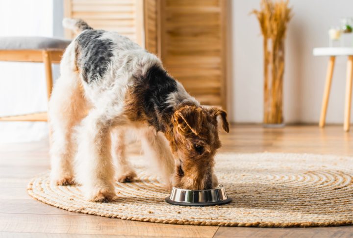 Two dogs eating from separate bowls in a bright kitchen.